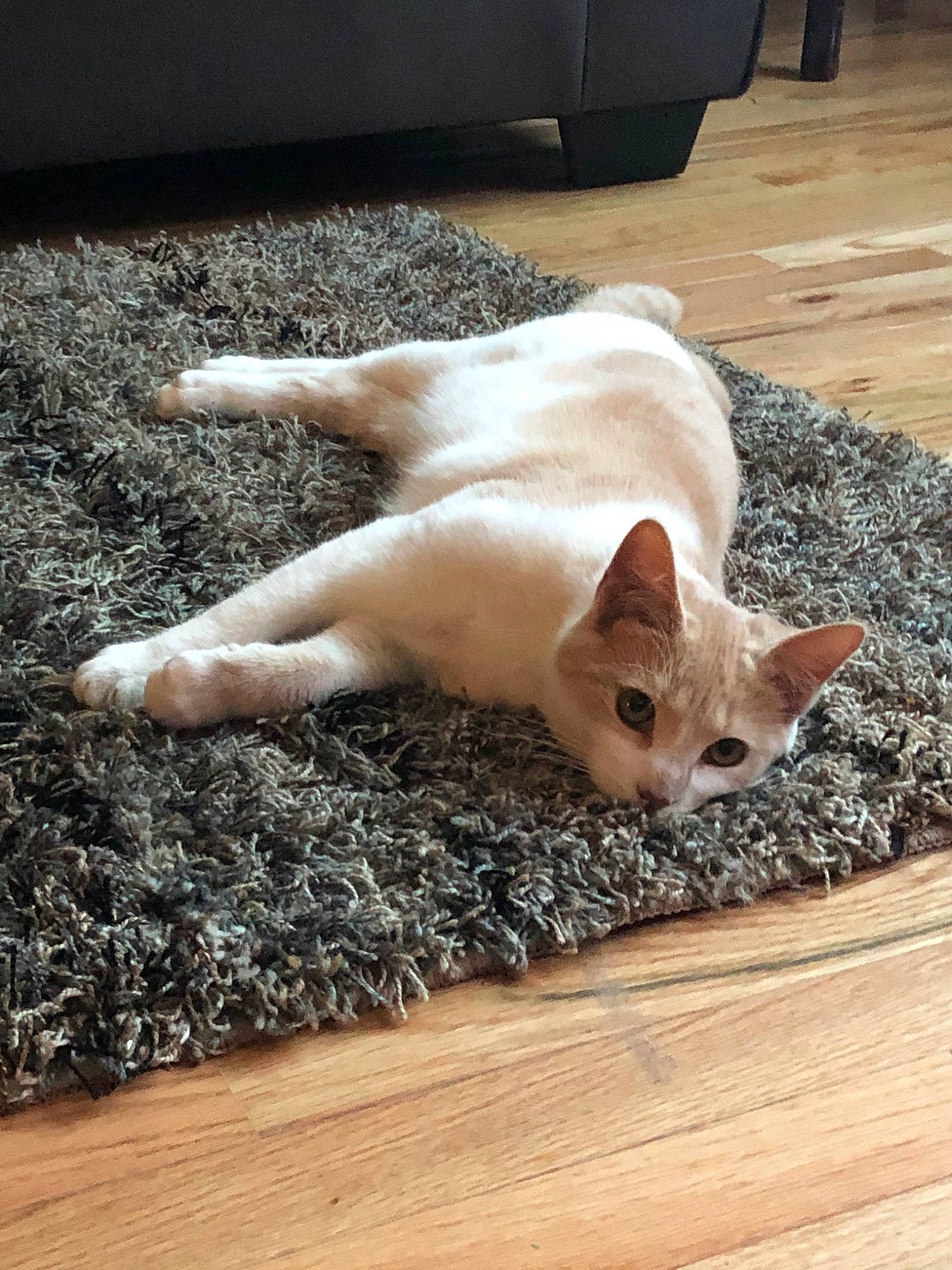 Malcom is registered to the contest to win money with this photo: carnivore, cat, colorpoint_shorthair, ear, fawn, felidae, floor, flooring, fur, hardwood, kitten, mammal, paw, polydactyl_cat, small_to_medium_sized_cats, snout, tail, whiskers, wood