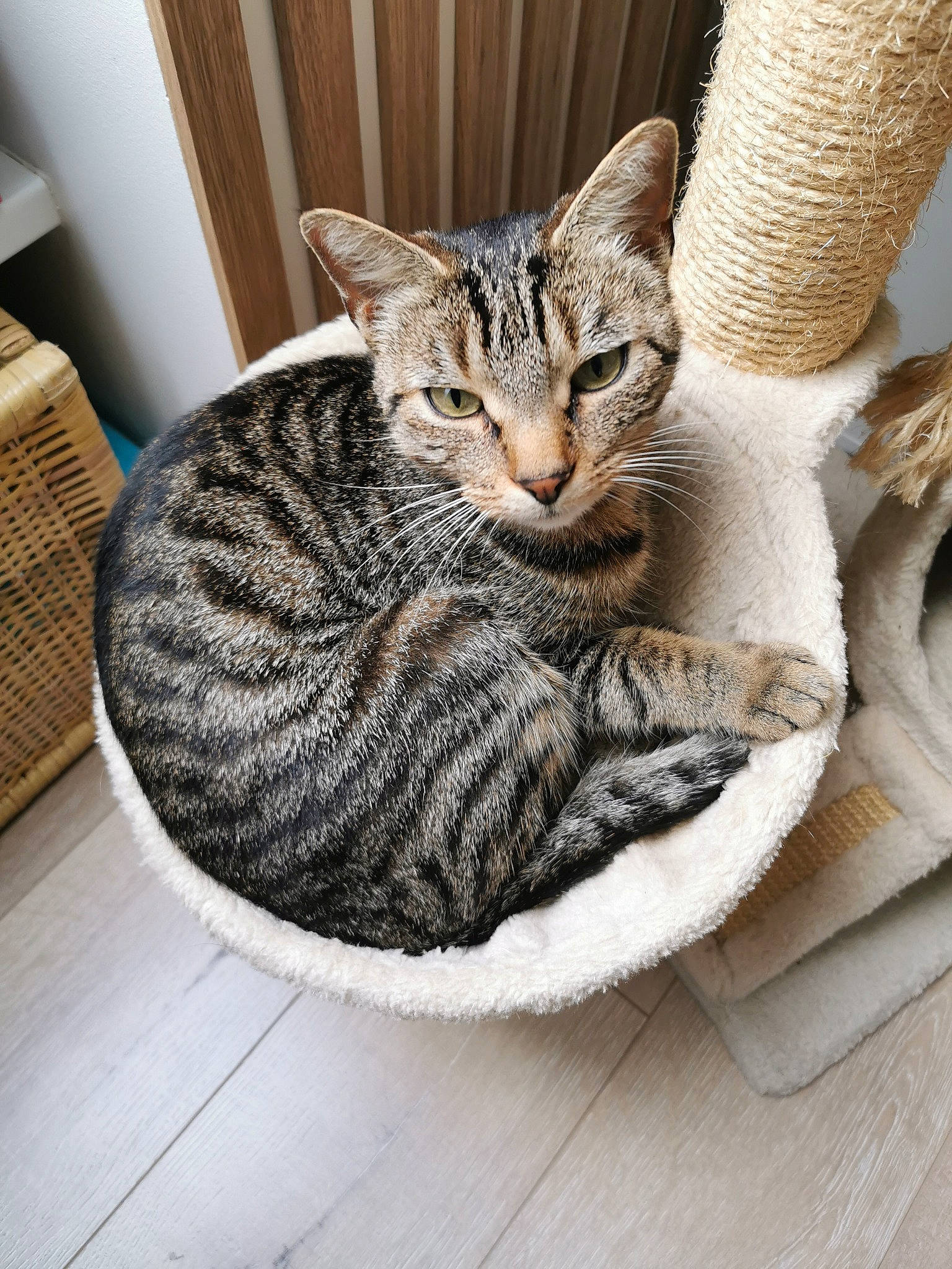 Selfi participe au concours pour gagner de l'argent avec cette photo : basket, carnivore, cat, cat_bed, cat_supply, comfort, domestic_short_haired_cat, felidae, fur, grey, linens, pattern, paw, sitting, small_to_medium_sized_cats, snout, tail, whiskers, wicker, wood
