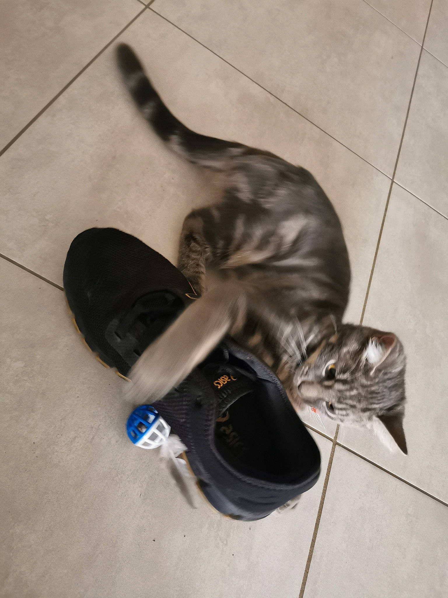 Tiki a rejoint le concours — aidez-le/la à gagner de superbes lots ! athletic_shoe, audio_equipment, boot, comfort, electric_blue, felidae, floor, flooring, foot, glove, hardwood, human_leg, knee, outdoor_shoe, personal_protective_equipment, shadow, sitting, tail, walking_shoe, wood