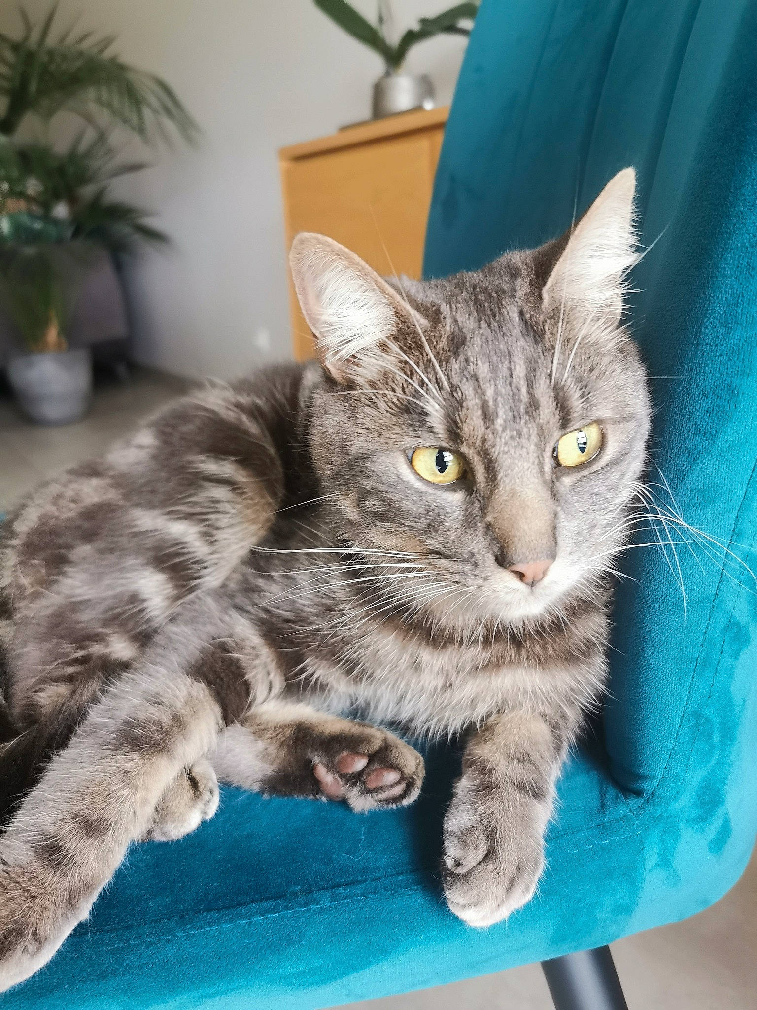 Tiki a rejoint le concours — aidez-le/la à gagner de superbes lots ! carnivore, cat, cat_furniture, claw, domestic_short_haired_cat, felidae, flowerpot, fur, houseplant, paw, plant, sitting, small_to_medium_sized_cats, snout, tail, touchpad, whiskers, window