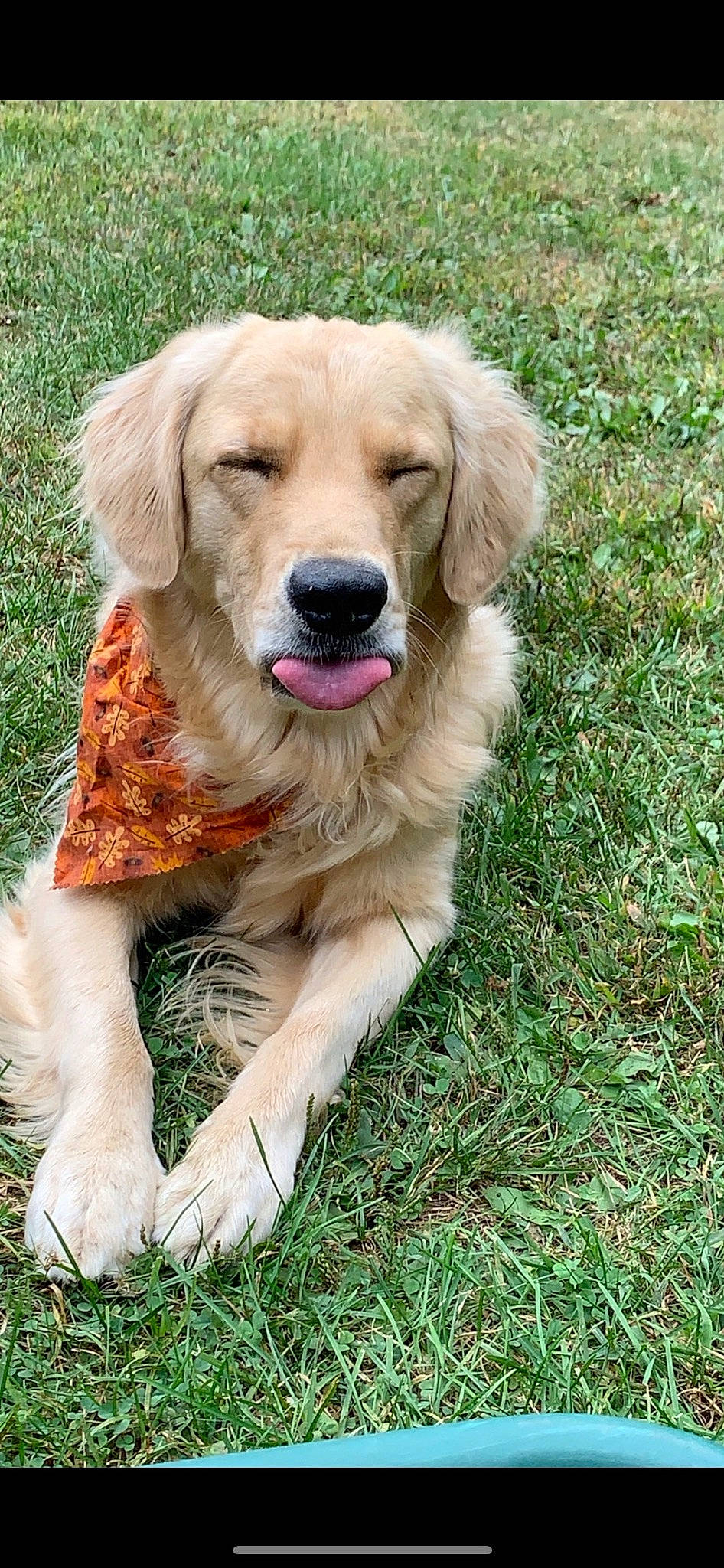 Briar is registered to the contest to win money with this photo: canidae, carnivore, companion_dog, dog, dog_breed, fawn, fur, golden_retriever, grass, gun_dog, labrador_retriever, plant, snout, sporting_group, terrestrial_animal, tree, whiskers, working_animal, working_dog