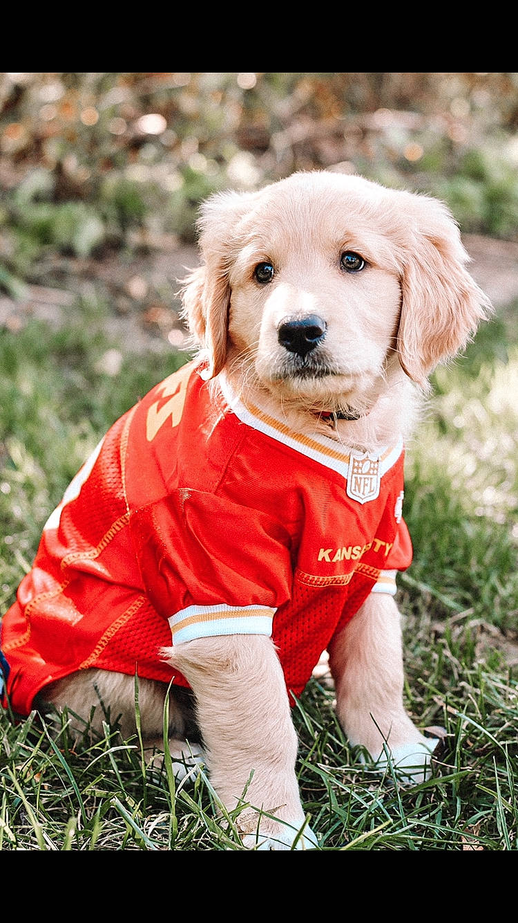 Hannah is registered to the contest to win money with this photo: canidae, carnivore, companion_dog, dog, dog_breed, dog_clothes, golden_retriever, grass, labrador_retriever, mammal, plant, puppy, retriever, snout, sporting_group, vertebrate