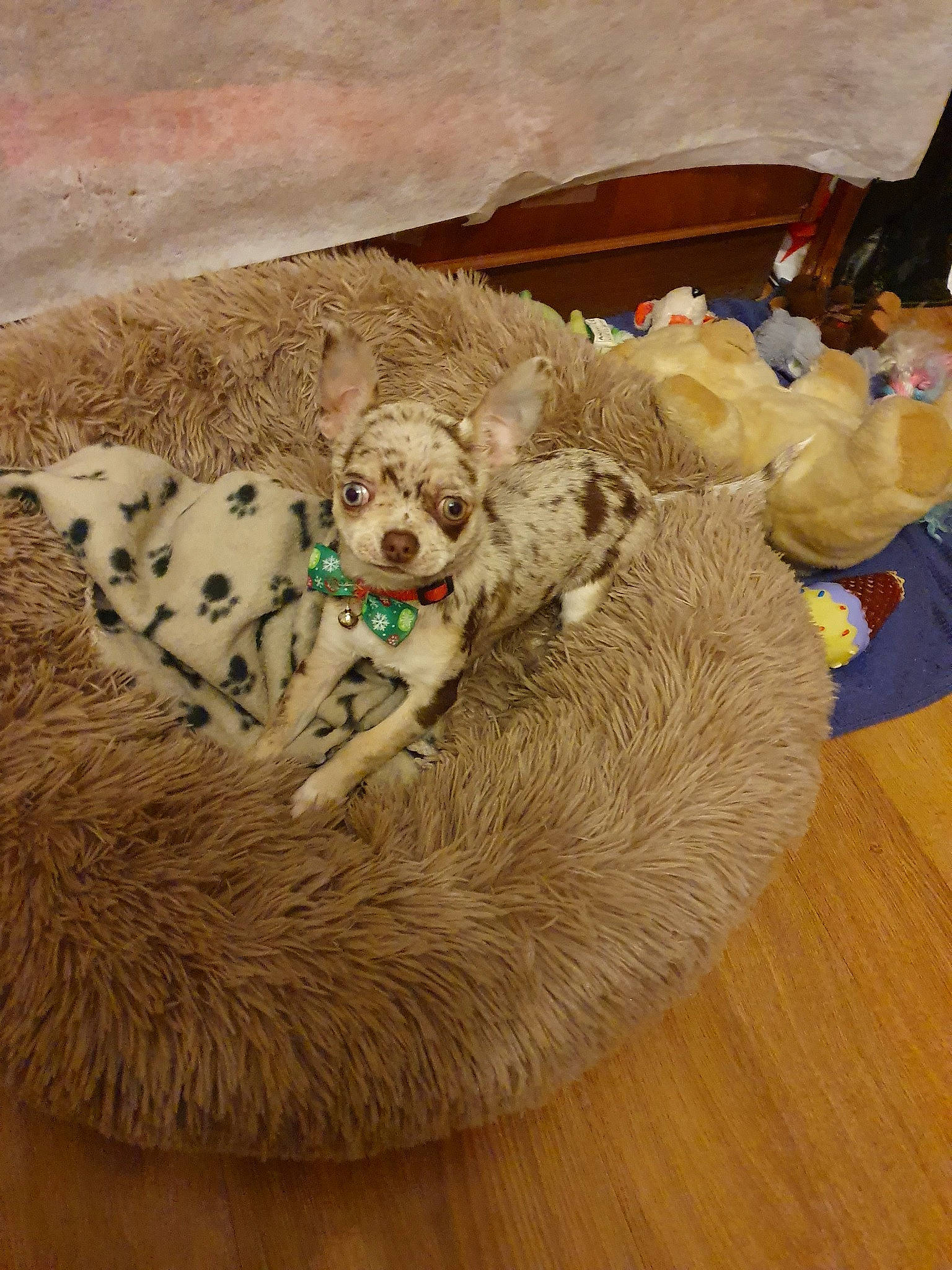 Pimkie participe au concours pour gagner de l'argent avec cette photo : canidae, carnivore, companion_dog, dog, dog_bed, dog_breed, dog_toy, flooring, fur, non_sporting_group, puppy, sporting_group