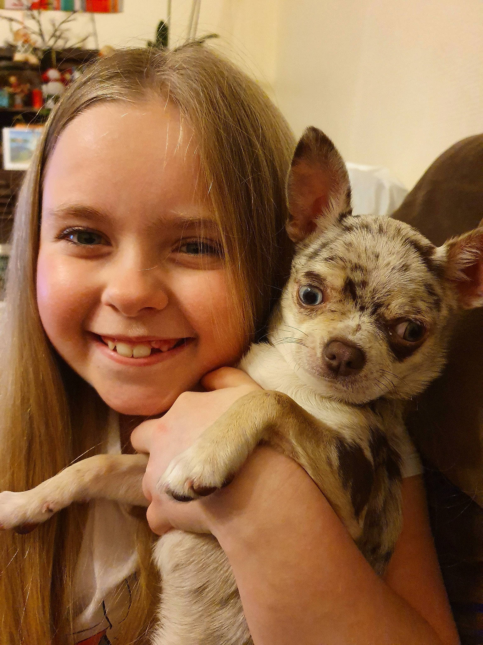 Pimkie a rejoint le concours — aidez-le/la à gagner de superbes lots ! canidae, carnivore, chihuahua, companion_dog, dog, dog_breed, ear, fawn, mammal, puppy, puppy_love, skin, toy_dog, vertebrate