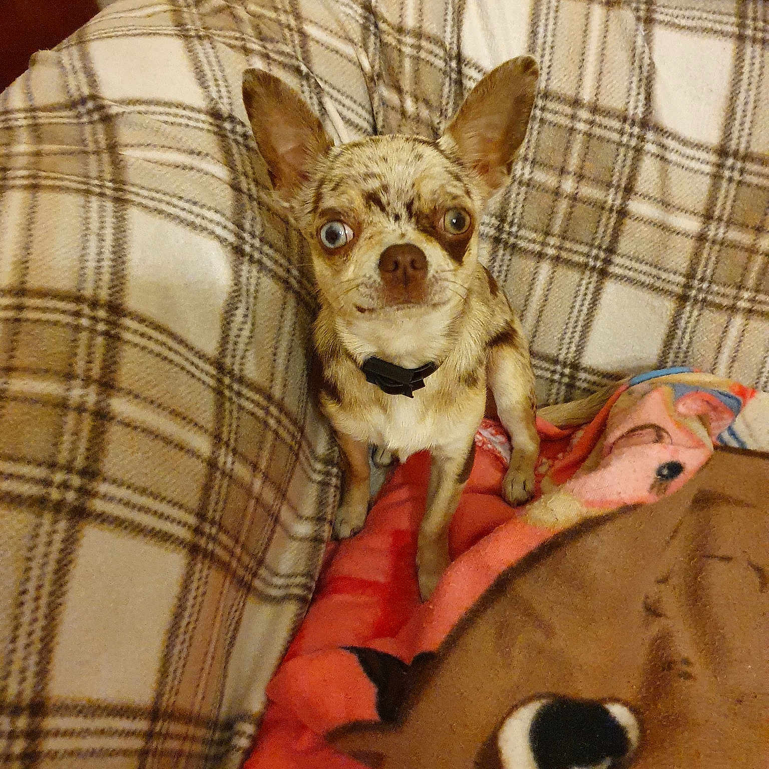 Pimkie