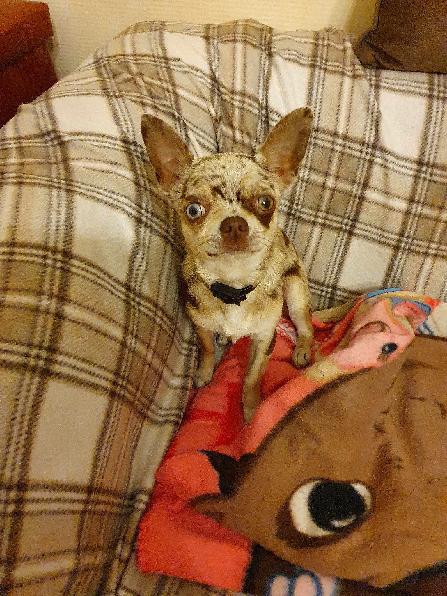 Pimkie
