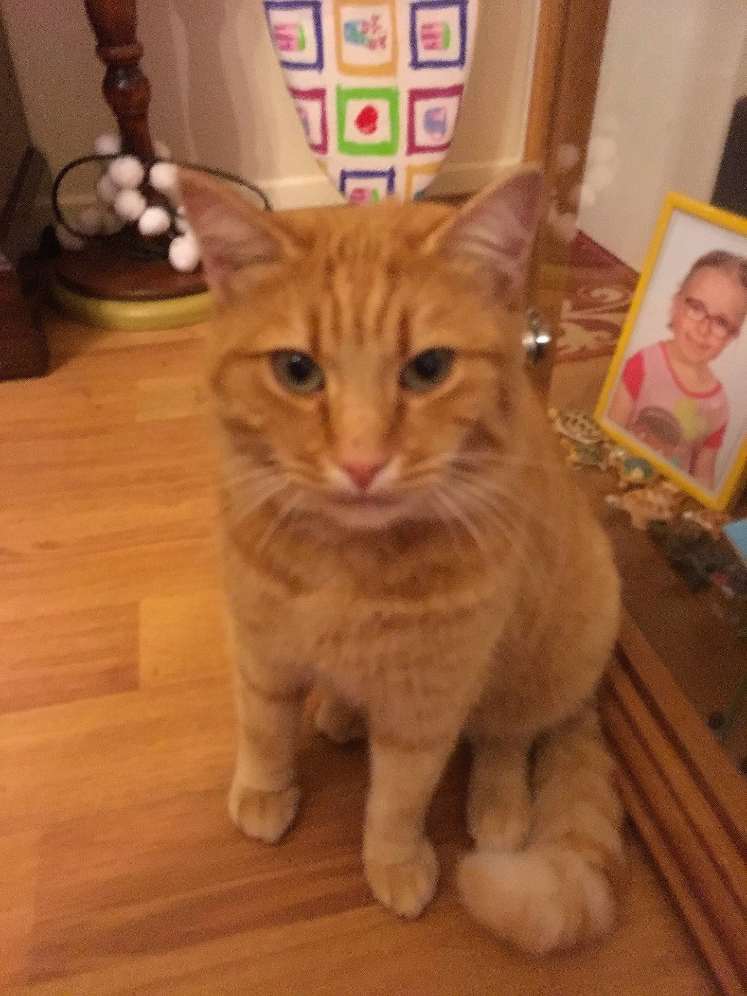 Miko a rejoint le concours — aidez-le/la à gagner de superbes lots ! aegean_cat, american_shorthair, asian, cat, cat_like_mammal, domestic_short_haired_cat, dragon_li, european_shorthair, fur, kitten, person, pixie_bob, small_to_medium_sized_cats, snout, tabby_cat, whiskers