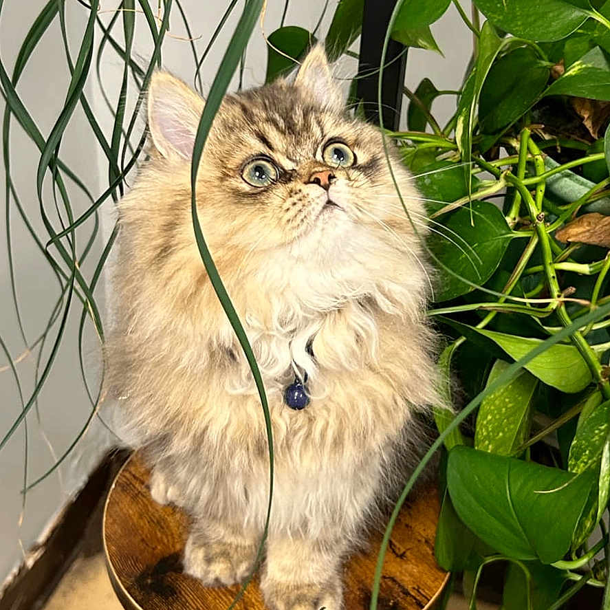 Money is registered to the contest to win money with this photo: angora, animal, cat, cookware, flower, herbal, herbs, jar, kitten, leaf, manx, pet, plant, planter, plywood, pot, pottedplant, pottery, vase, wood