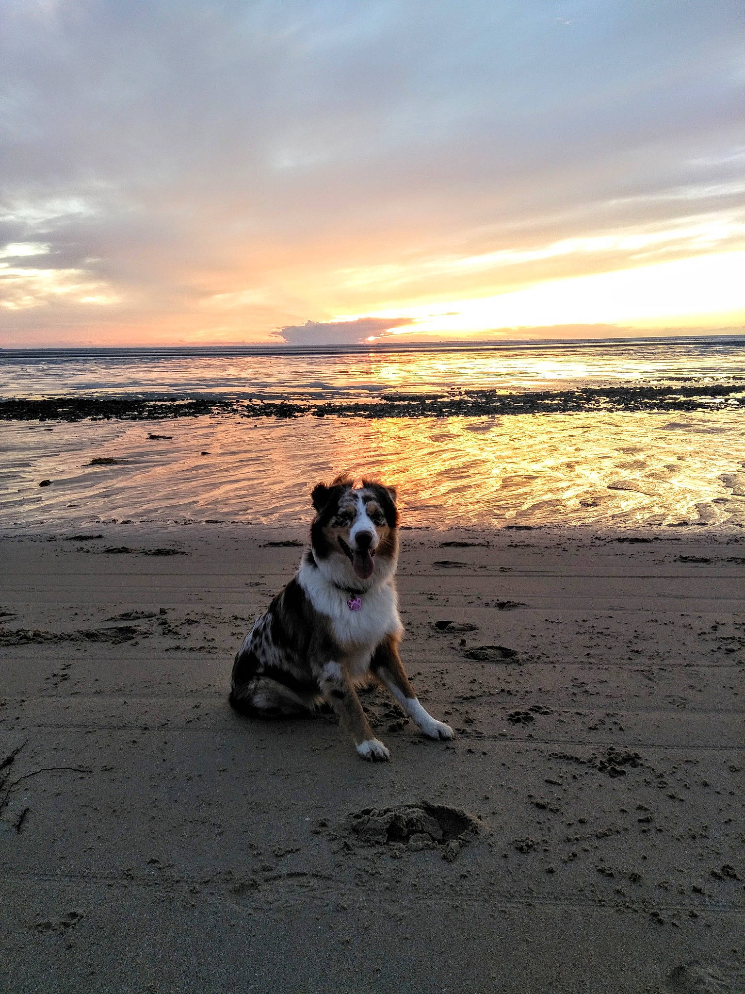 Okeechobee a rejoint le concours — aidez-le/la à gagner de superbes lots ! australian_shepherd, beach, calm, canidae, cardigan_welsh_corgi, carnivore, cloud, coast, dog, dog_breed, evening, horizon, ocean, sand, sea, shore, sky, summer, vacation, welsh_corgi