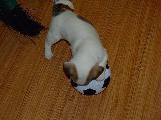 Princeton joined the competition — help win amazing prizes! canidae, carnivore, companion_dog, danish_swedish_farmdog, dog, dog_breed, fawn, jack_russell_terrier, mammal, miniature_fox_terrier, parson_russell_terrier, puppy, ratonero_bodeguero_andaluz, russell_terrier, sporting_group, tail, tenterfield_terrier, terrier, treeing_feist, vertebrate