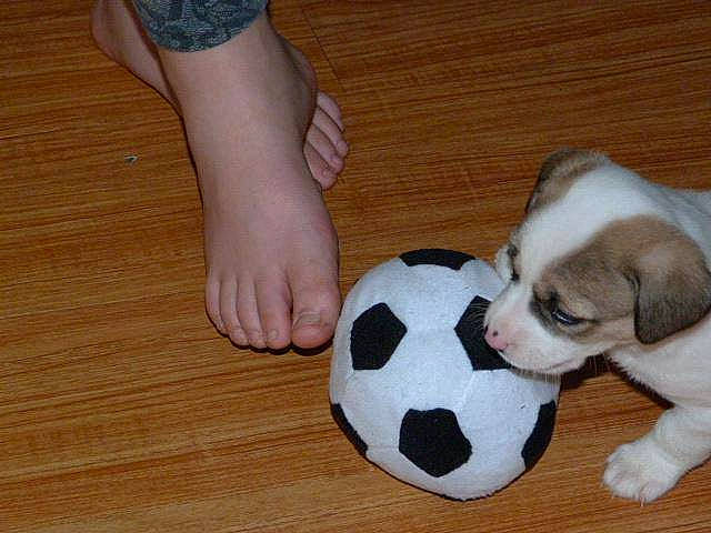 Princeton joined the competition — help win amazing prizes! ball, canidae, carnivore, companion_dog, dog, dog_breed, flooring, foot, hardwood, jack_russell_terrier, leg, mammal, parson_russell_terrier, paw, play, puppy, puppy_love, rare_breed_dog, soccer_ball, sporting_group
