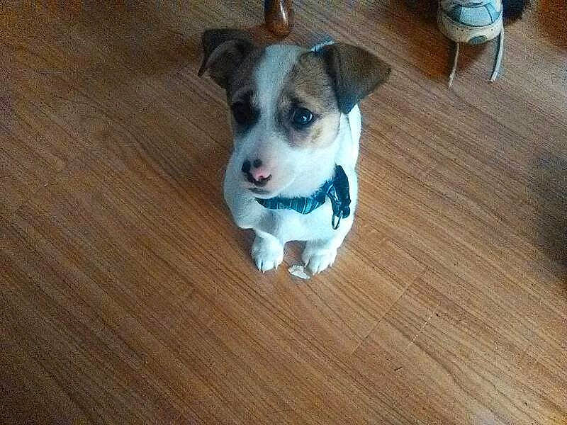 Princeton joined the competition — help win amazing prizes! brazilian_terrier, canidae, carnivore, companion_dog, danish_swedish_farmdog, dog, dog_breed, fawn, feist, jack_russell_terrier, mammal, miniature_fox_terrier, puppy, rare_breed_dog, rat_terrier, ratonero_bodeguero_andaluz, russell_terrier, teddy_roosevelt_terrier, treeing_feist, vertebrate