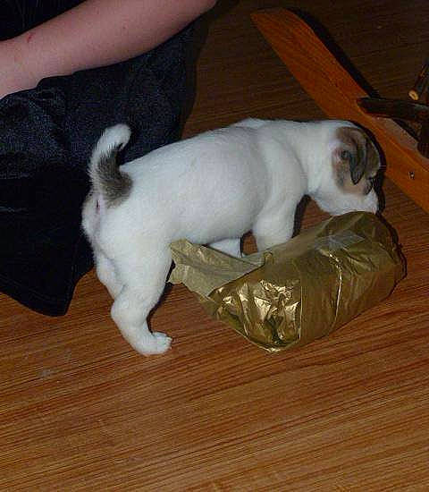 Princeton is registered to the contest to win money with this photo: canidae, carnivore, companion_dog, dog, dog_breed, fawn, jack_russell_terrier, mammal, non_sporting_group, puppy, tail