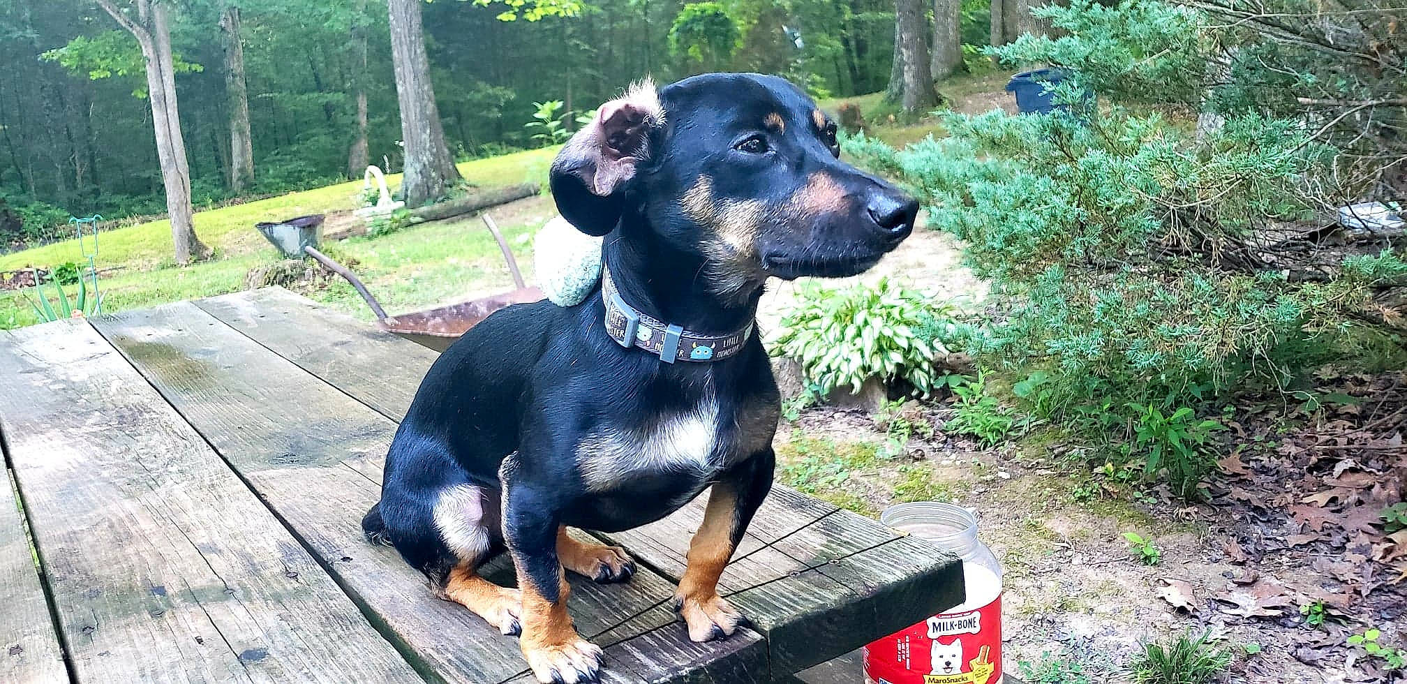 Minnie joined the competition — help win amazing prizes! austrian_black_and_tan_hound, beauceron, black_and_tan_terrier, canidae, carnivore, companion_dog, dog, dog_breed, guard_dog, huntaway, hunting_dog, jagdterrier, mammal, montenegrin_mountain_hound, polish_hunting_dog, rare_breed_dog, rottweiler, smaland_hound, transylvanian_hound, vertebrate