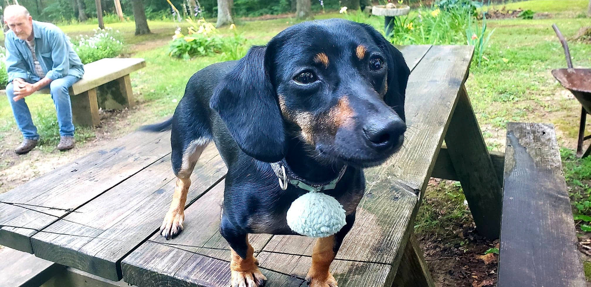 Minnie is registered to the contest to win money with this photo: austrian_black_and_tan_hound, canidae, carnivore, companion_dog, dog, dog_breed, hellenikos_ichnilatis, hound, huntaway, hunting_dog, lithuanian_hound, mammal, montenegrin_mountain_hound, polish_hunting_dog, rare_breed_dog, scent_hound, smaland_hound, transylvanian_hound, tyrolean_hound, vertebrate