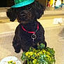 Pia joined the competition — help win amazing prizes! dog, black_dog, hat, st_patricks_day, shamrocks, plant, pot, decor, kitchen_counter, collar, red_collar, indoor, holiday, st_patricks_hat, cute, pet, animal, celebration, green, sparkle