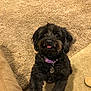 Pia is registered to the contest to win money with this photo: dog, black_dog, pet, animal, carpet, indoor, collar, purple_collar, tongue_out, cute, furry, small_dog, canine, looking_up, floor, tan_couch, sandal, playful, adorable, companion