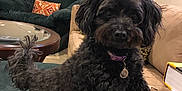Pia is registered to the contest to win money with this photo: dog, black_dog, pet, living_room, couch, chair, lamp, pillow, table, book, home_decor, curtains, carpet, indoor, furniture, wall_clock, stuffed_animal, relaxing, cozy, playful