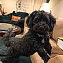 dog, black_dog, pet, living_room, couch, chair, lamp, pillow, table, book, home_decor, curtains, carpet, indoor, furniture, wall_clock, stuffed_animal, relaxing, cozy, playful