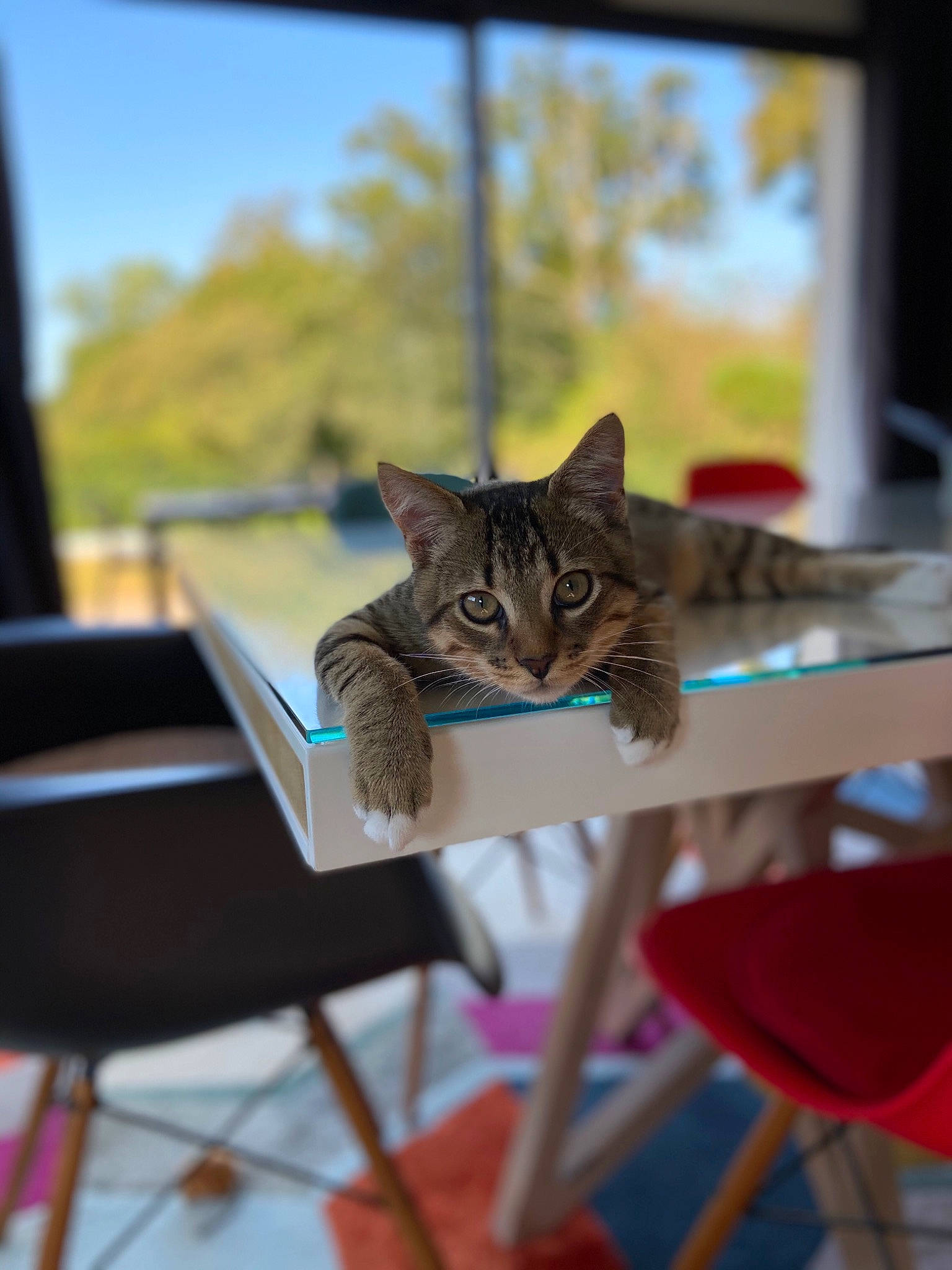 Captain participe au concours pour gagner de l'argent avec cette photo : carnivore, cat, chair, eye, fawn, felidae, flowerpot, grass, leaf, leisure, outdoor_furniture, plant, sky, small_to_medium_sized_cats, table, tree, wheel, whiskers, window, wood