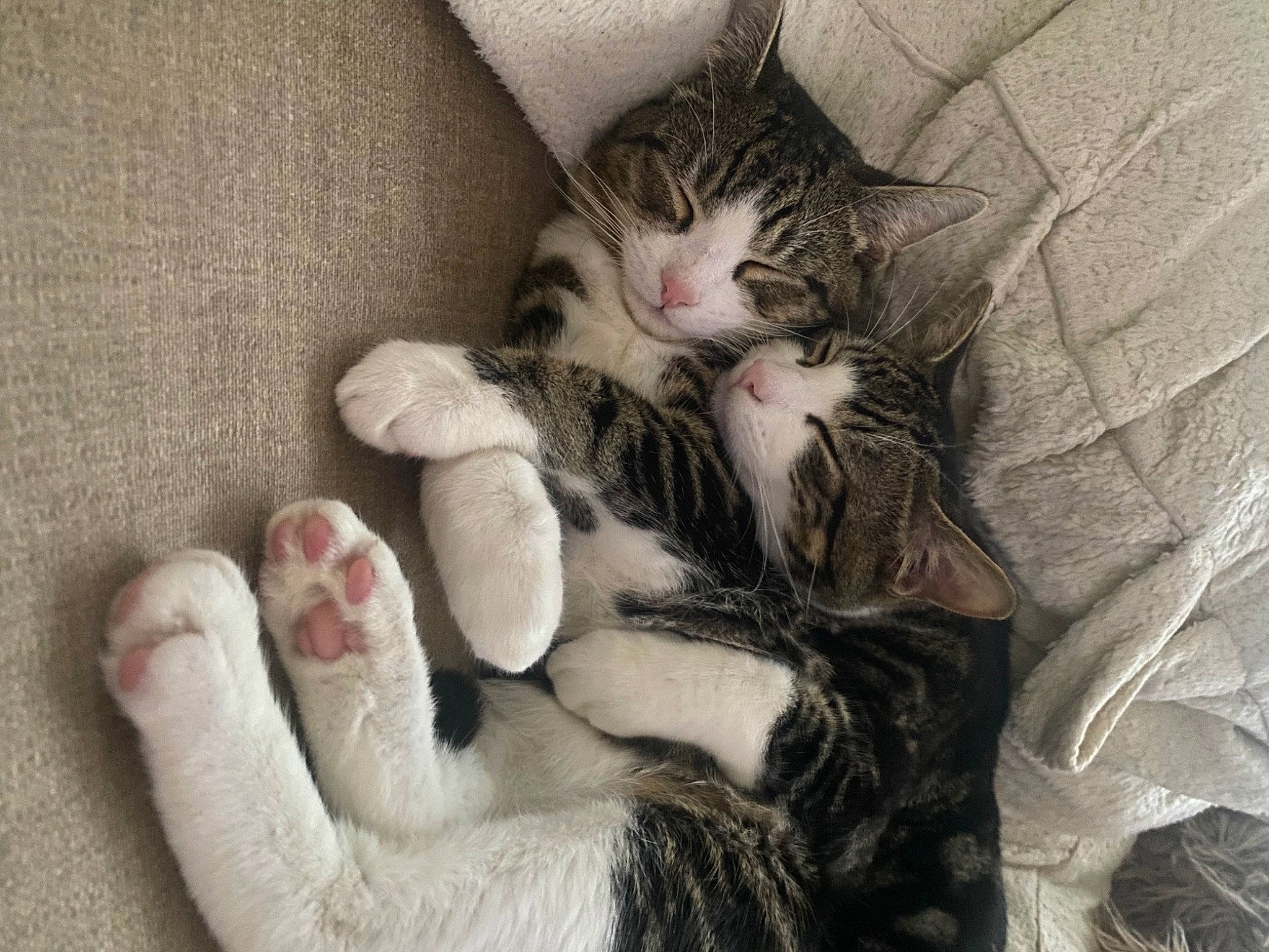 Crumble joined the competition — help win amazing prizes! carnivore, cat, claw, comfort, domestic_short_haired_cat, felidae, foot, fur, gesture, grey, lap, nail, nap, paw, sitting, sleep, small_to_medium_sized_cats, snout, tail, whiskers