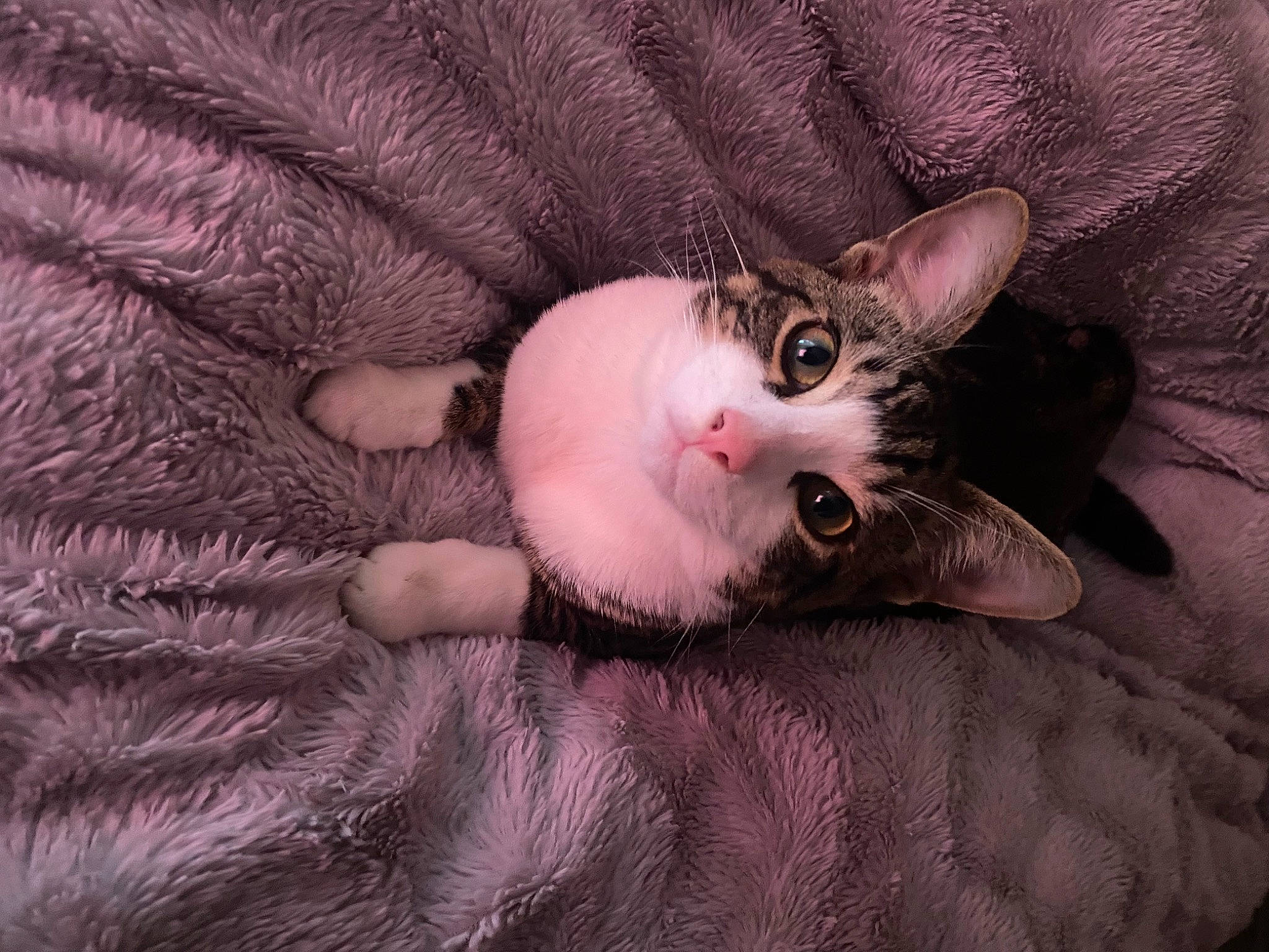 Crumble is registered to the contest to win money with this photo: carnivore, cat, claw, comfort, domestic_short_haired_cat, ear, eye, fawn, felidae, fur, head, nail, paw, small_to_medium_sized_cats, snout, tail, whiskers