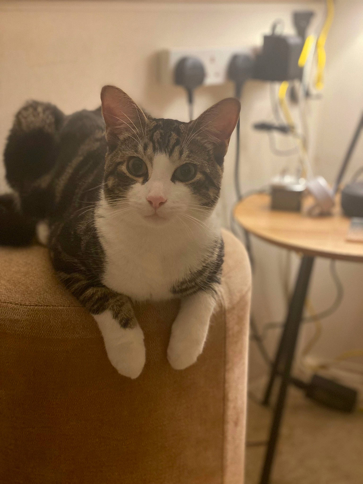 Crumble joined the competition — help win amazing prizes! box, cardboard, carnivore, cat, chair, comfort, domestic_short_haired_cat, drawer, ear, felidae, fur, furniture, paw, small_to_medium_sized_cats, snout, table, tail, whiskers, window, wood