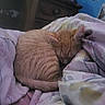 Garfield is registered to the contest to win money with this photo: cat, kitten, orange_tabby, sleeping, curled_up, pet, feline, fur, bed, bedroom, blanket, bedding, pastel, cozy, indoors, nap, relaxed, tail, striped_fur, home