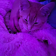 Garfield joined the competition — help win amazing prizes! cat, kitten, sleeping, resting, fluffy, fur, blanket, cozy, indoor, portrait, close_up, purple_lighting, neon, relaxed, cute, whiskers, ears, animal, pet, bed