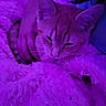 cat, kitten, sleeping, resting, fluffy, fur, blanket, cozy, indoor, portrait, close_up, purple_lighting, neon, relaxed, cute, whiskers, ears, animal, pet, bed
