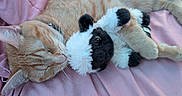 Garfield is registered to the contest to win money with this photo: cat, kitten, orange_tabby, sleeping, stuffed_animal, plush_toy, cow_toy, cuddling, blanket, pink_blanket, cozy, cute, pet, feline, whiskers, paws, fur, indoor, relaxed, portrait