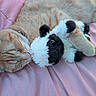 cat, kitten, orange_tabby, sleeping, stuffed_animal, plush_toy, cow_toy, cuddling, blanket, pink_blanket, cozy, cute, pet, feline, whiskers, paws, fur, indoor, relaxed, portrait