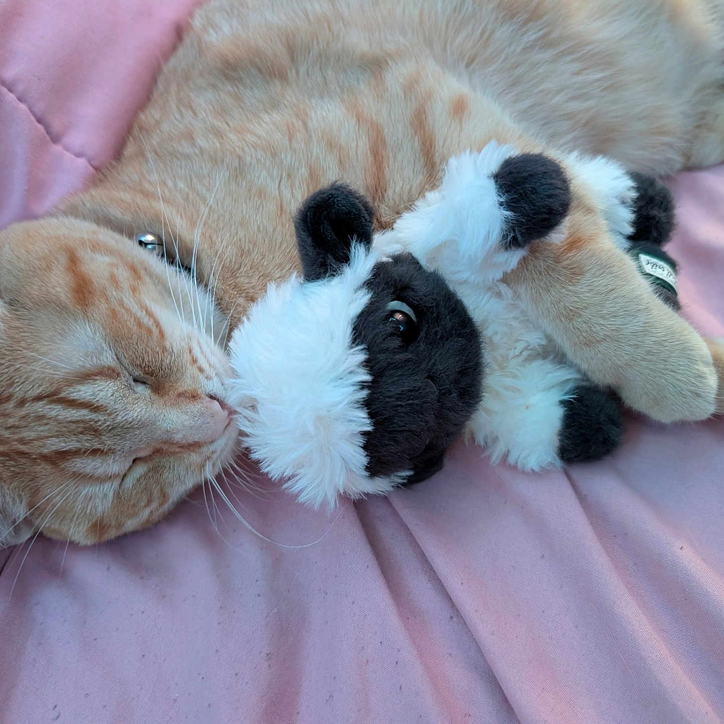 Garfield is registered to the contest to win money with this photo: cat, kitten, orange_tabby, sleeping, stuffed_animal, plush_toy, cow_toy, cuddling, blanket, pink_blanket, cozy, cute, pet, feline, whiskers, paws, fur, indoor, relaxed, portrait