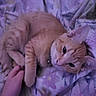 Garfield is registered to the contest to win money with this photo: cat, orange_tabby, feline, pet, sleeping, relaxed, lying_down, floral_blanket, bed, indoors, close_up, whiskers, ears, paws, striped_fur, ginger_cat, cuddling, human_hand, soft_lighting, cozy