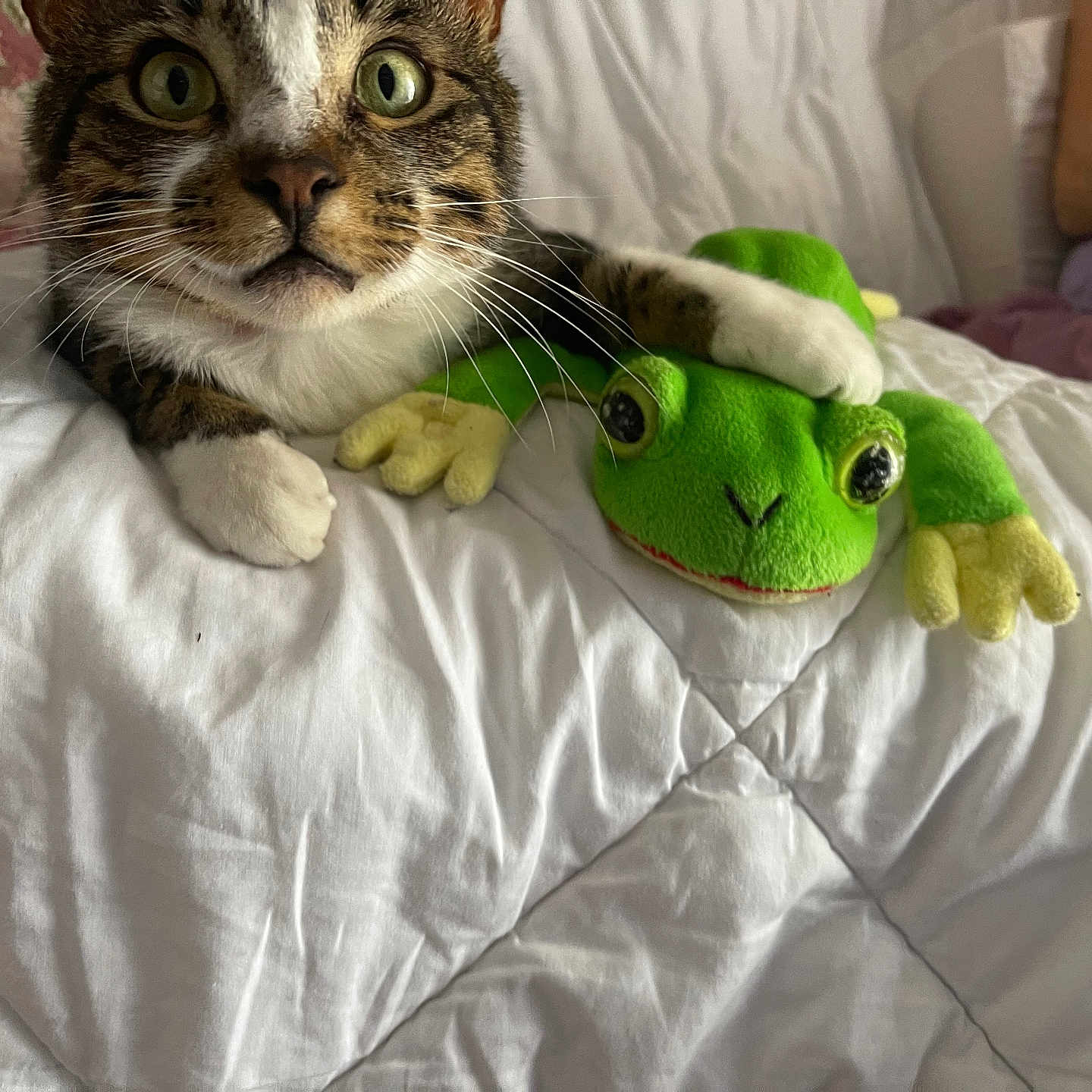 Felix joined the competition — help win amazing prizes! animal, bed, cat, closeup, curious, cute, feline, frog, green_toy, indoor, paw, person_partial, pet, plush_toy, quilt, relaxed, soft_toy, tabby, whiskers, white_bedspread