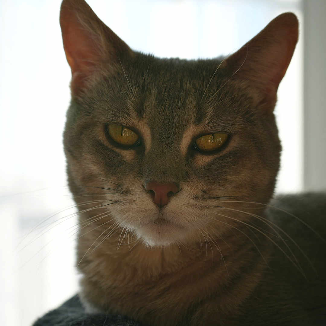 Asher