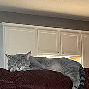 Asher is registered to the contest to win money with this photo: cat, gray_cat, tabby, sleeping, napping, couch, brown_couch, indoor, furniture, relaxed, pet, domestic_cat, home, cabinet, kitchen, cozy, fur, whiskers, tail, resting