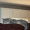 cat, gray_cat, tabby, sleeping, napping, couch, brown_couch, indoor, furniture, relaxed, pet, domestic_cat, home, cabinet, kitchen, cozy, fur, whiskers, tail, resting