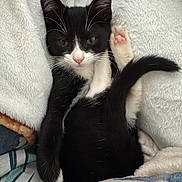 Salem is registered to the contest to win money with this photo: kitten, cat, black_and_white, paw, whiskers, tail, blanket, soft_texture, cute, pet, feline, relaxed, indoor, fur, animal, sleepy, cozy, pink_paw, resting, curious