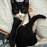 kitten, cat, black_and_white, paw, whiskers, tail, blanket, soft_texture, cute, pet, feline, relaxed, indoor, fur, animal, sleepy, cozy, pink_paw, resting, curious