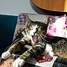 Tamale joined the competition — help win amazing prizes! cat, tabby, stretching, yawning, paws, sunlight, blanket, patterned, indoor, relaxed, cozy, pet, whiskers, fur, animal, cute, home, comfort, sleepy, resting