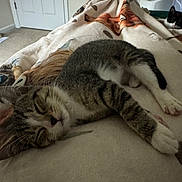 Tamale is registered to the contest to win money with this photo: cat, sleeping, blanket, indoor, pet, fur, resting, cozy, animal, cute, tabby, black_and_white, soft, comfort, relaxation, feline, home, quiet, nap, domestic