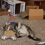 Smokey joined the competition — help win amazing prizes! cat, carpet, cardboard_box, toy, spring_toy, plush_pillow, indoor, furniture, relaxed, gray_cat, white_fur, pet, animal, floor, cozy, playful, household, sleeping, cute, resting