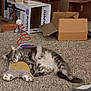 cat, carpet, cardboard_box, toy, spring_toy, plush_pillow, indoor, furniture, relaxed, gray_cat, white_fur, pet, animal, floor, cozy, playful, household, sleeping, cute, resting