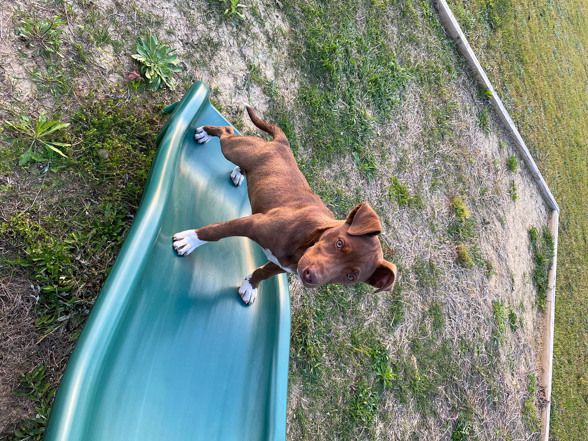 Luna is registered to the contest to win money with this photo: adventure, canidae, carnivore, companion_dog, dog, dog_breed, fawn, grass, landscape, leisure, liver, mammal, plant, recreation, sporting_group, sunglasses, tail, terrestrial_animal, wildlife, working_animal