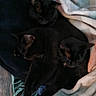 Spunky joined the competition — help win amazing prizes! three_kittens, black_cats, sleeping, cuddling, pet, feline, fur, whiskers, ears, paws, stretching, blanket, cozy, indoors, nap, pile, relaxed, dark_coat, animal_portrait, home