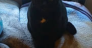 Spunky is registered to the contest to win money with this photo: black_cat, cat, feline, fluffy, golden_eyes, pet, animal, sitting, portrait, indoor, chair, cushion, blanket, window, backlight, dark_fur, ears, whiskers, home, cute