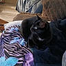 Spunky joined the competition — help win amazing prizes! cat, black_cat, pet, animal, feline, indoor, couch, blanket, pillow, home, living_room, cozy, lounging, sitting, blue_eyes, fur, whiskers, zebra_pattern, colorful, portrait