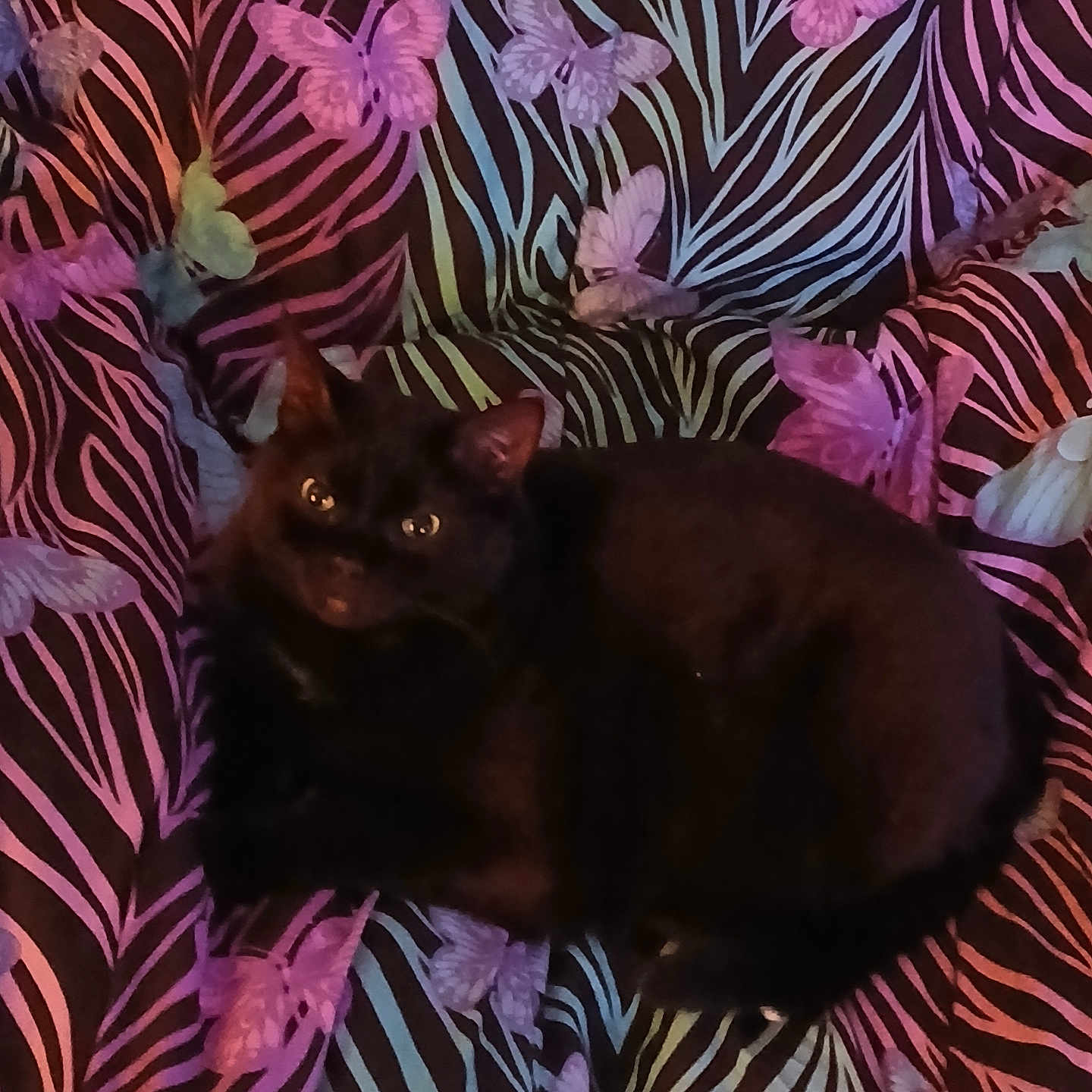 Support Speedy from Mount Laurel Township in Cat Photo Contest - Cash