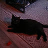 cat, black_cat, pet, animal, feline, lying_down, indoors, rug, carpet, wood_floor, coffee_table, furniture, toy, feather_toy, dark_fur, green_eyes, pointed_ears, tail, relaxed, home